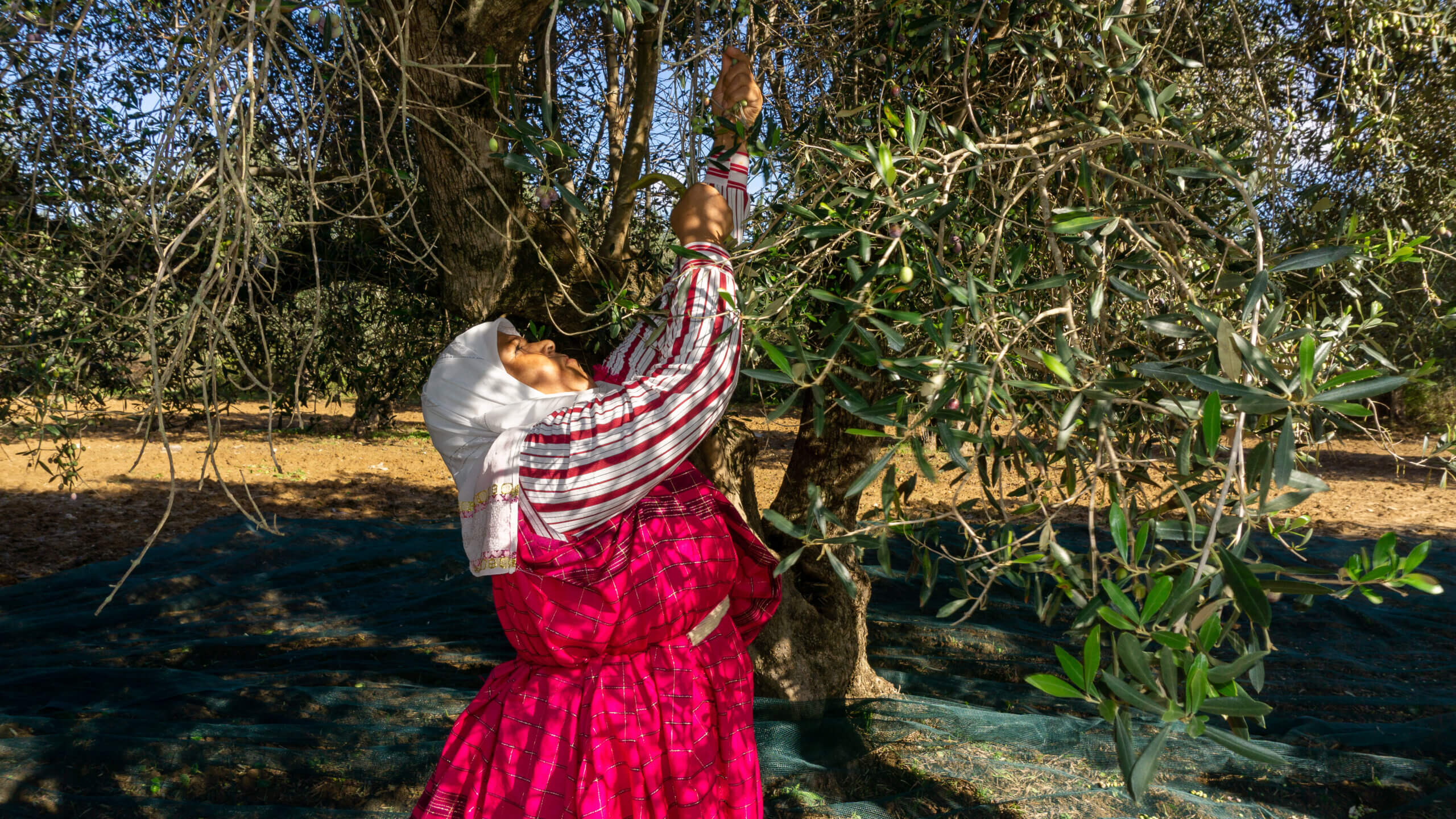 Hand harvest with women farmers