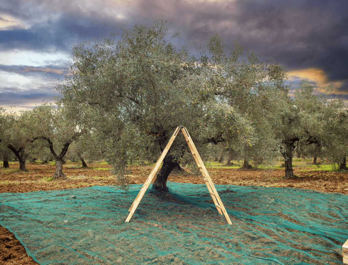 Organic Tunisian olive trees